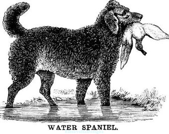 water spaniel bird hunting dog png jpg clipart printable art digital download animals pets digi stamp downloadable graphics images