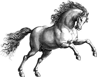 muscular horse png jpg vintage illustration printable wall art animal digital download image graphics