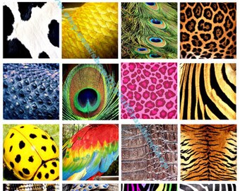 animals skin patterns, insects, textures, clipart, digital print, instant download, collage sheet, 2 inch squares, tiger leopard snake