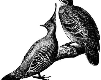 doves birds printable animal art clipart png download digital vintage image graphics nature wildlife black and white artwork