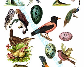 vintage birds eggs nests printable art, collage sheet, digital print, instant download