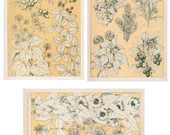 vintage plants botanical illustrations 4 x 6 inch printable wall art collage sheet digital prints instant download art