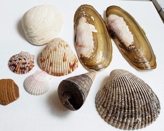 9 assorted sea shells aqaurium fish tank  terrarium decor diy beach nautical craft supplies