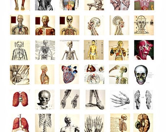human anatomy skulls skeletons body parts vintage clip art digital download collage sheet 1" inch squares graphics images craft printables