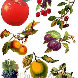 instant download Vintage fruit art printable clipart collage sheet digital download image scrapbooking junk journals stickers