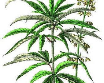 colored marijuana Cannabis leaf illustration png jpg vintage wall art printable digital prints botanical art instant downloads