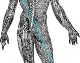 human anatomy veins arteries body parts clipart png printable wall art download digital image physiology science biology