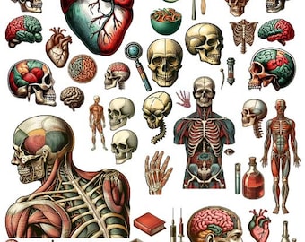 human anatomy body parts clipart printable wall art ink drawings collage sheet download biology physiology illustrations digital print