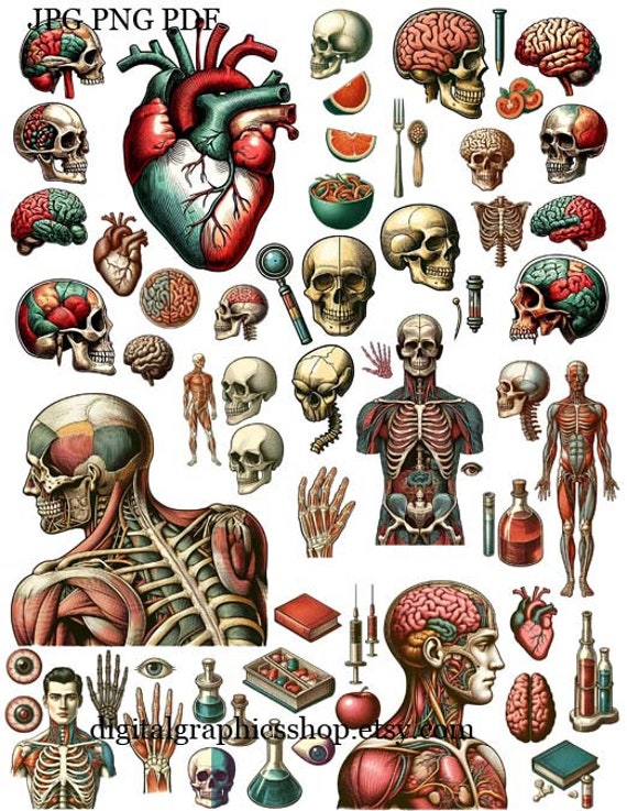 Human anatomy body parts clipart printable wall art ink drawings collage  sheet download biology physiology illustrations digital print