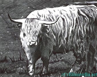 highland bull cow original art pen ink drawing  black and white outsider folk art