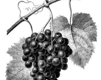 grapes fruit plant vintage printable art print png jpg clipart instant download digital image garden botanical graphics kitchen home decor