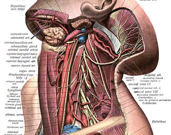 head and neck human anatomy art diagram chart png jpg clipart digital instant download vintage medical anatomy printable