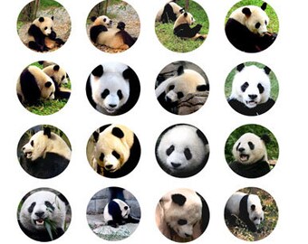 printables, digital collage sheet, panda bear, animal pictures, clipart, 1.5" circles, nature images, instant downloads, wildlife, zoo