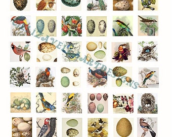 vintage birds eggs nests digital collage sheet 1" inch squares animal clipart instant download graphics images pendant craft printables