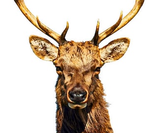 bull elk png overlay, printable animal art, instant download, elk clipart,  wildlife hunting digital downloads