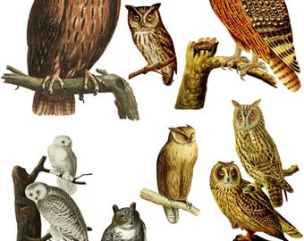 vintage owls birds printable art, collage sheet, digital print, instant download, illustrations, animals wildlife images, junk journals