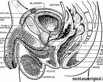 anatomy science steampnk