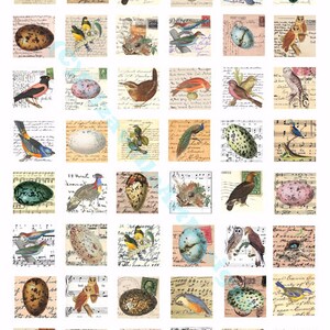Vintage Vögel Eier Nester Tier Postkarte Cliparts Sofortdownload Digitaldruck Collage Bogen 2,5 cm Quadrate