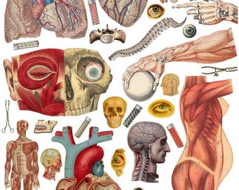 human anatomy body parts clipart printable wall art collage sheet instant download biology physiology medical digital print