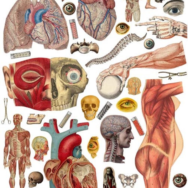 vintage human anatomy body parts clipart printable wall art collage sheet instant download biology physiology medical digital print