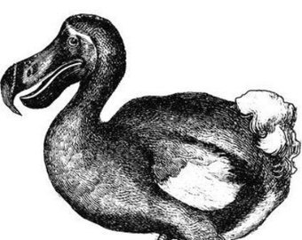 dodo bird png, vintage printable art, animals, clipart, instant download, digital image to print