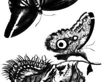 butterfly caterpillar illustration vintage printable art print png clipart download digital image graphics insect bug black and white art
