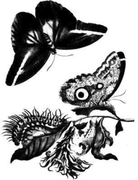 butterfly caterpillar illustration vintage printable art print png clipart download digital image graphics insect bug black and white art