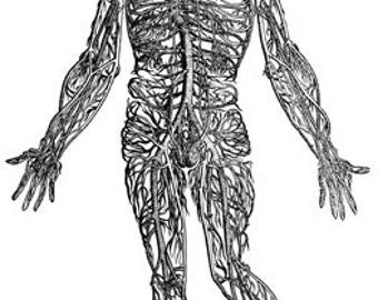human anatomy veins drawing arteries body parts clipart png printable wall art download illustration digital graphics science biology