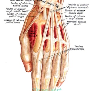 human hand anatomy chart png jpg clipart graphics digital instant download medical anatomy printable
