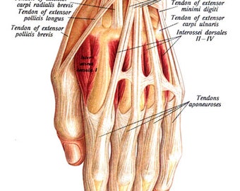 human hand anatomy chart png jpg clipart graphics digital instant download medical anatomy printable