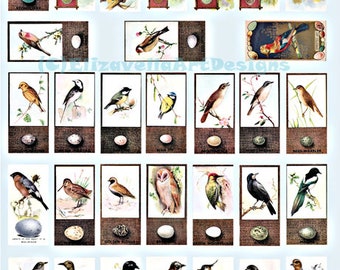 vintage birds eggs domino collage sheet animal art clipart, instant download, 1" x 2" inch dominos, digital printables