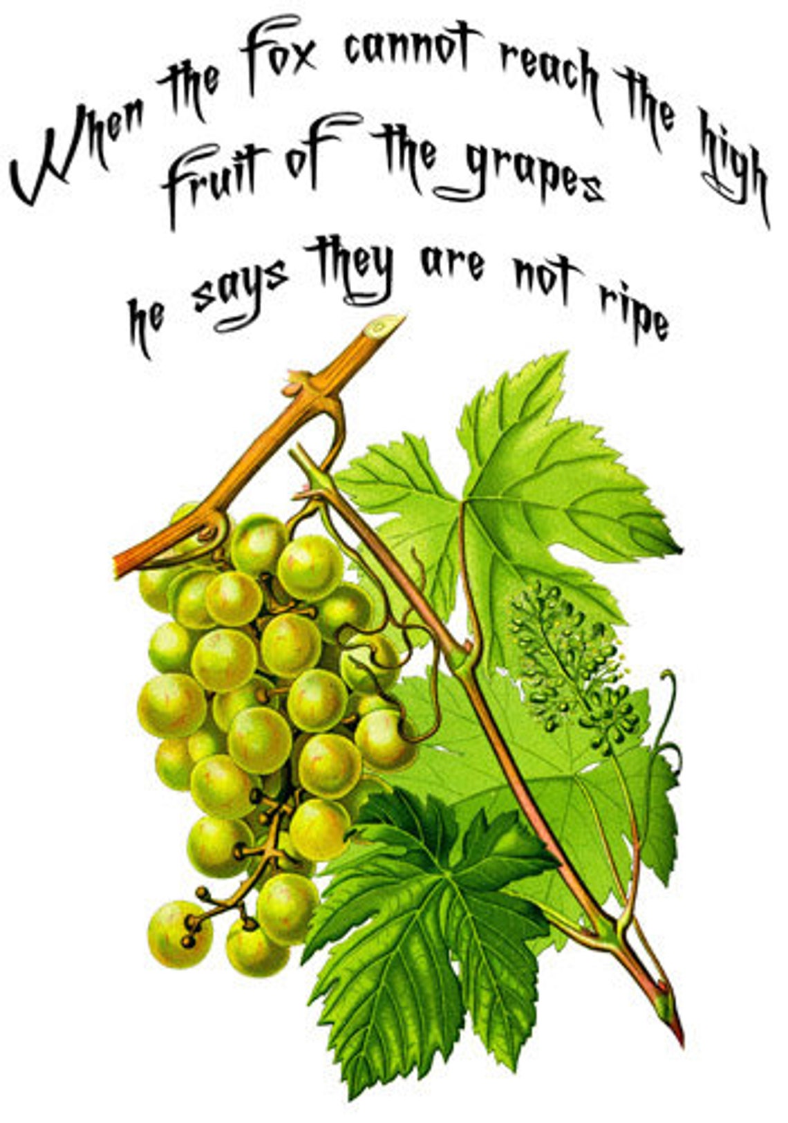 Green Grapes fruit Wise Quotes sayings Art printable art print Etsy