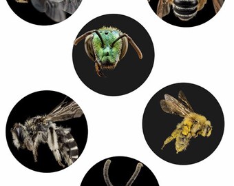 maginifed bee pictures 3 inch circles collage sheet instant download printable