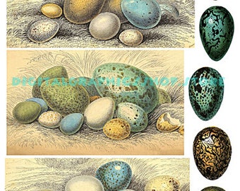 vintage birds eggs animal clipart instant download digital collage sheet junk printables