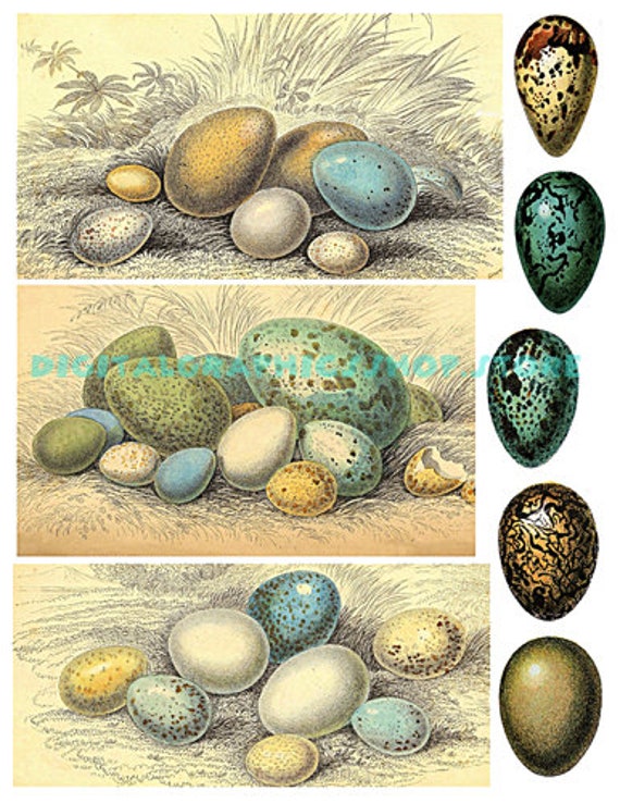 vintage birds eggs animal clipart instant download digital print collage sheet junk journals craft printables