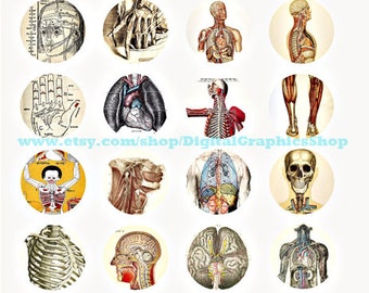 human anatomy collage sheet 1.5" circles, biology, skulls, skeletons, body clipart, digital print, instant download,  vintage printables