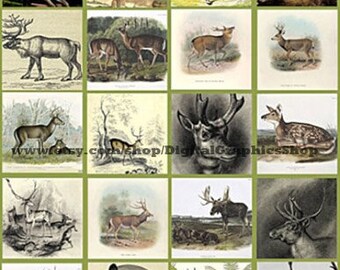 deer, bucks, does, digital collage sheet, 2 inch squares, clipart, instant download ,animals, hunting, nature, printables