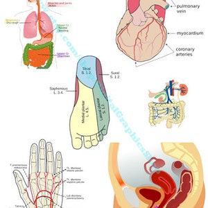human anatomy diagrams printable wall art human body parts, collage sheet, anatomy clipart png, instant download, biology physiology
