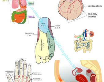 human anatomy diagrams printable wall art human body parts, collage sheet, anatomy clipart png, instant download, biology physiology