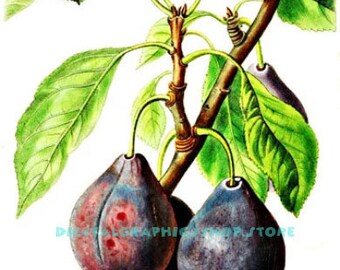 fig tree fruit, plant, vintage printable art, png, jpg, clipart, instant download, digital print