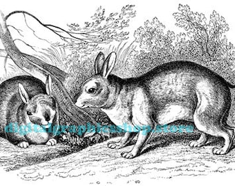 vintage bunny rabbits art illustration, animal printables, digital prints, instant download