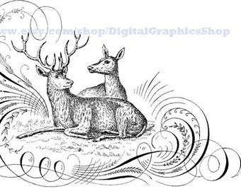 buck and doe deer clipart, animals, calligraphy, monograms, elements, clipart png overlays, instant download, vintage printables