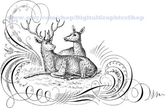 buck and doe deer, animals, calligraphy, monograms, elements, clipart, png jpg , instant download, digital print, vintage printables