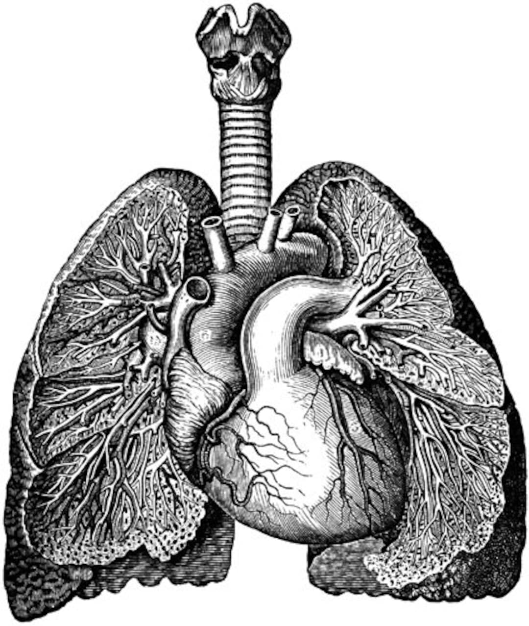 Black &amp; White, Heart Lungs Download, Vintage Human Anatomy, Printable ...