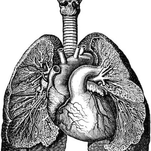 May include: A black and white anatomical illustration of the human heart and lungs. The heart is shown in detail, with the chambers and valves visible. The lungs are shown with the bronchi and alveoli.
