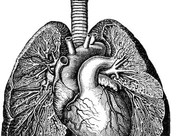 black & white, Heart lungs download human anatomy, printable art, digital print, instant download, png jpg images, medical biology