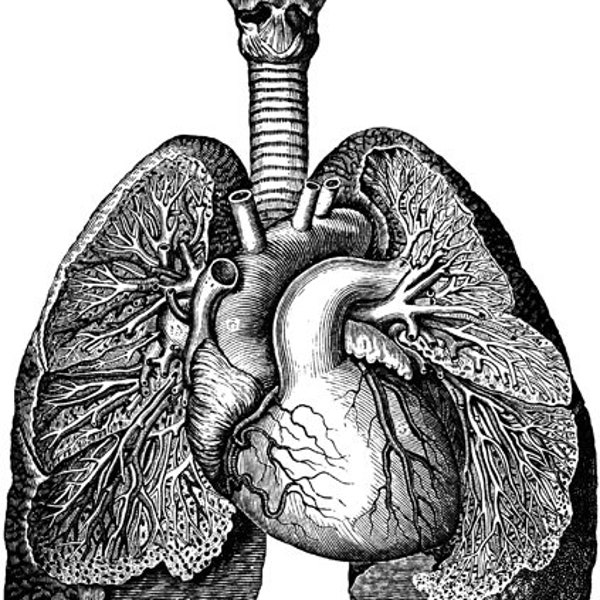 black & white, Heart lungs download, vintage human anatomy, printable art, digital print, instant download, png jpg images, medical biology