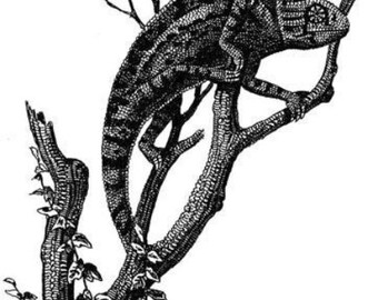 chameleon lizard illustration vintage printable art print png clipart download digital image graphics animals black and white art