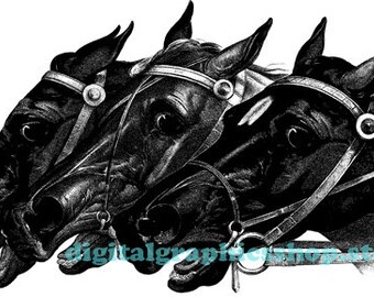 three horse heads png clipart, vintage printable wall art, farm animals, digital print, instant download graphics