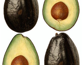 avacados fruit watercolor painting printable art png jpg clipart instant download digital image garden botanical graphics kitchen home decor